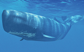 Sperm Whale_cosmos magazine_Oct-Nov 2014 .jpg