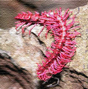 Pink Dragon Millipede