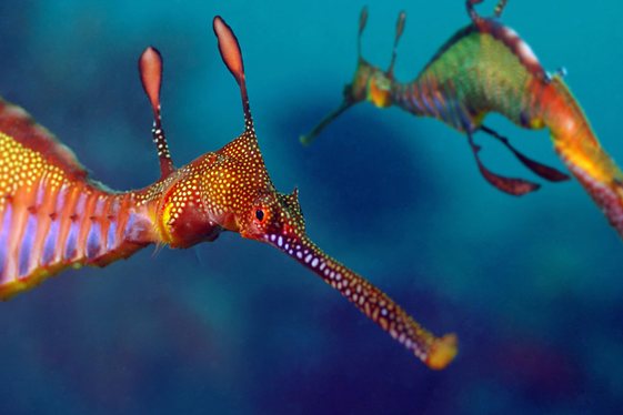 Ruby Seadragon